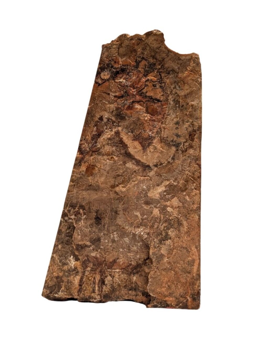 Petrified Wood Bookends Fossilized Tree Rings Natural Mineral Patterns 6" Rustic - Picture 7 of 16